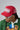 Duaa Blaze Hat Red