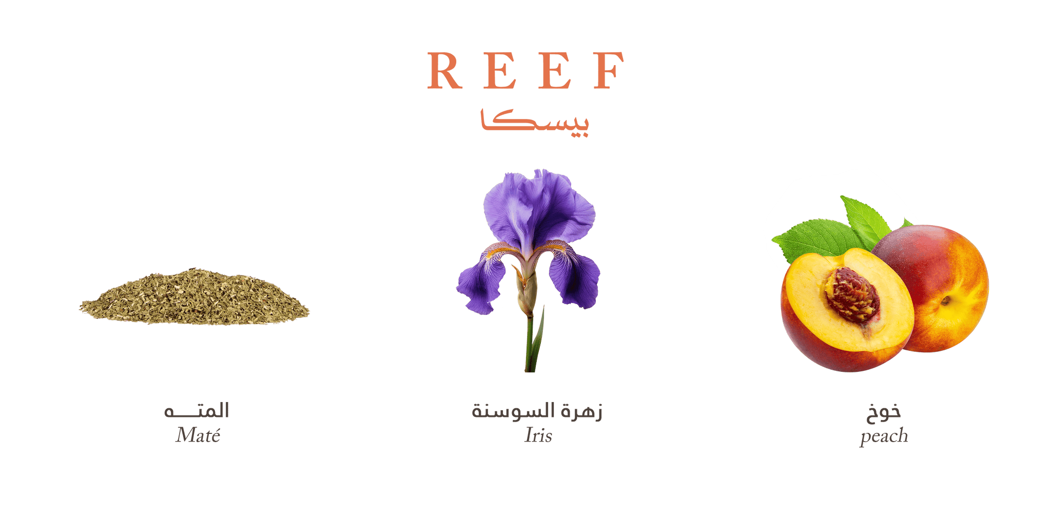 REEF Pesca Perfume - An Aromatic Symphony of Elegance