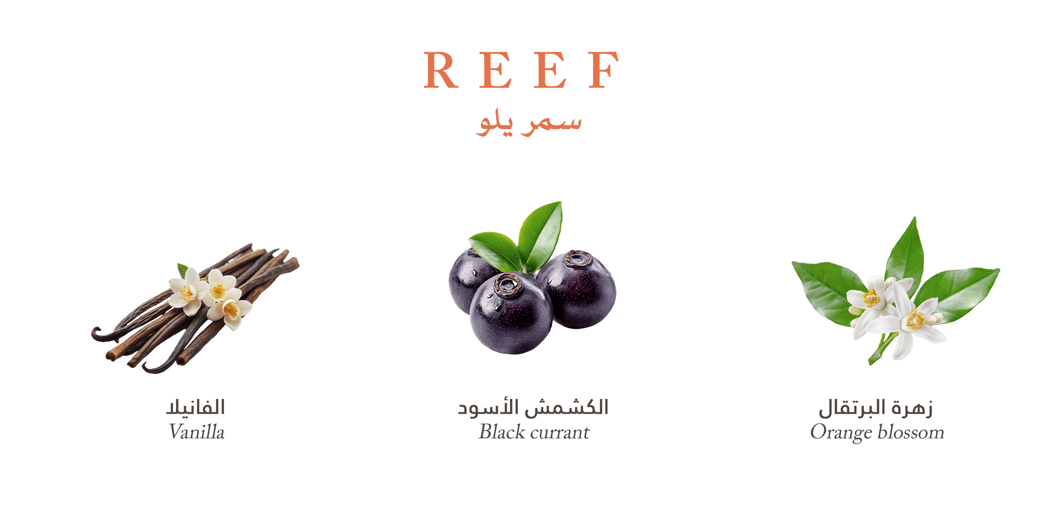 Reef Summer Yellow perfume - Velvet Vanilla Cradle